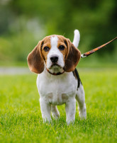 new/do-beagles-shed_canna-pet-1024x684.jpg